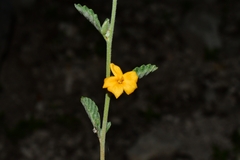 Turnera diffusa