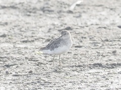 Calidris subminuta