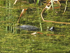 Trachemys scripta elegans