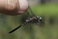 Somatochlora albicincta