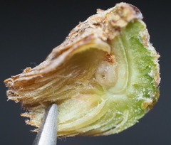 Andricus quercusfoliatus