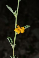 Turnera diffusa
