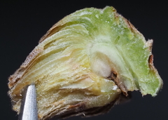 Andricus quercusfoliatus