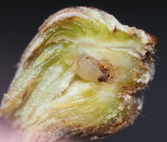 Andricus quercusfoliatus