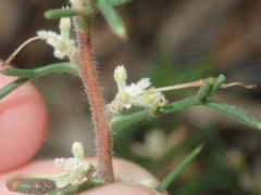 Hakea lissocarpha
