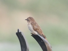 Cacomantis merulinus