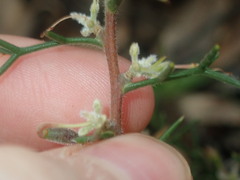 Hakea lissocarpha