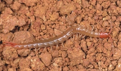 Scolopendra mutilans