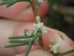 Hakea lissocarpha