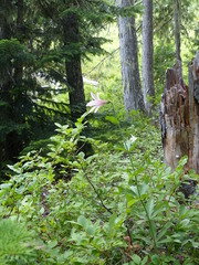Lilium washingtonianum