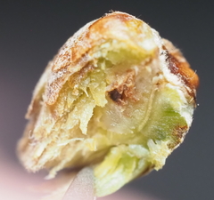 Andricus quercusfoliatus