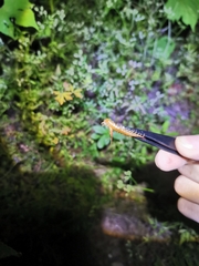 Scolopendra mutilans