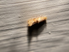 Bucculatrix coronatella