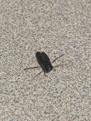Corixini