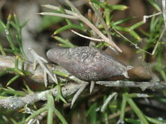 Hakea lissocarpha