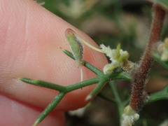 Hakea lissocarpha