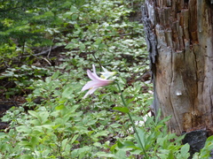 Lilium washingtonianum