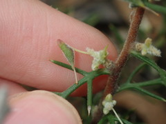 Hakea lissocarpha