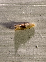 Bucculatrix coronatella