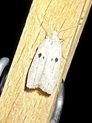 Scythropiodes issikii