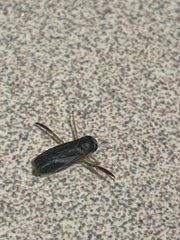 Corixini