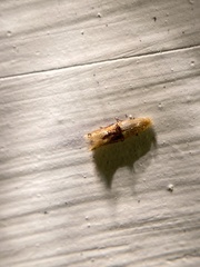 Bucculatrix coronatella