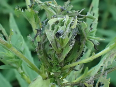 Rhopalomyia solidaginis