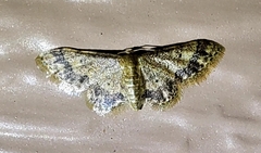 Idaea celtima