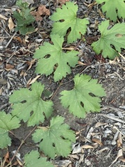 Vitis vinifera
