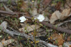 Drosera macrantha