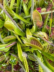 Dionaea muscipula
