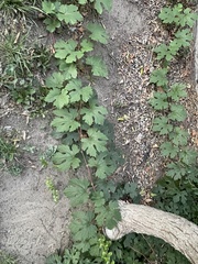 Vitis vinifera