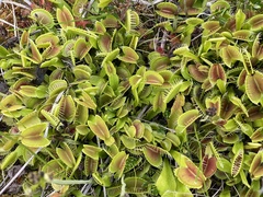 Dionaea muscipula