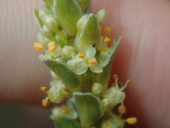 Pimelea argentea