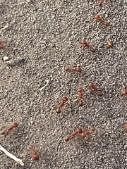 Pogonomyrmex californicus