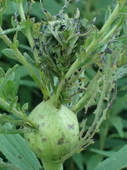 Rhopalomyia solidaginis