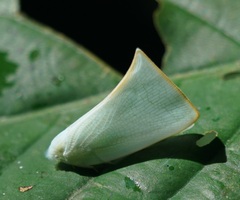 Flatidae
