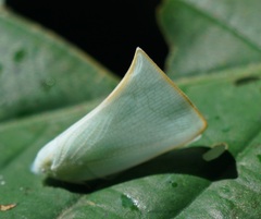 Flatidae