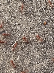 Pogonomyrmex californicus