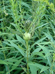Rhopalomyia solidaginis