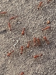 Pogonomyrmex californicus