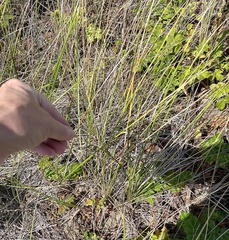 Ammophila breviligulata