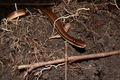 Coniophanes imperialis