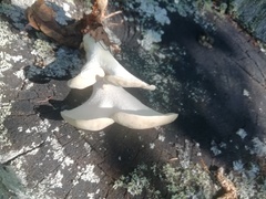 Cerioporus squamosus