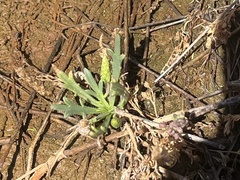 Plantago coronopus