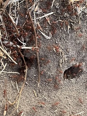 Pogonomyrmex californicus