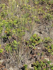 Ammophila breviligulata