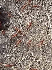 Pogonomyrmex californicus