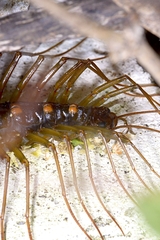 Thereuopoda clunifera