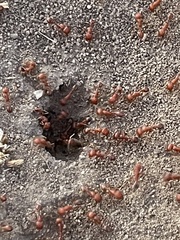 Pogonomyrmex californicus